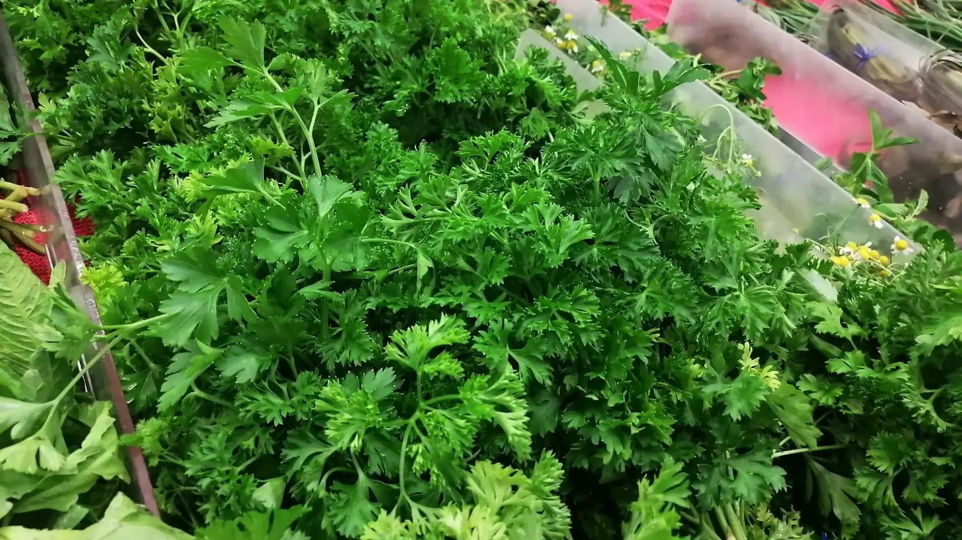 cilantro 1